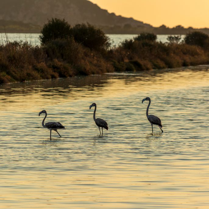 gialova-hills-6-luxury-villas-with-private-pools-lagoon-nature